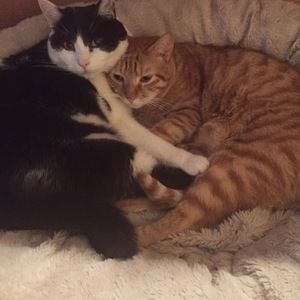 Meet your Posher, Paula